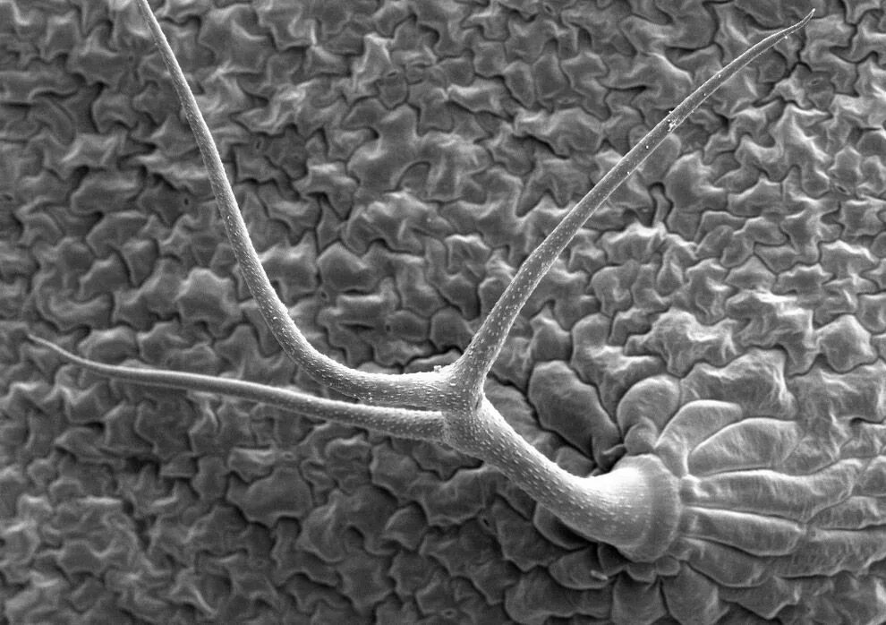 Peered into. Трихомы листа электронный микроскоп. Сканирующий электронный микроскоп клетка. Волосок опушения листа под электронным микроскопом. Трихомы листа сканирующая микроскопия.