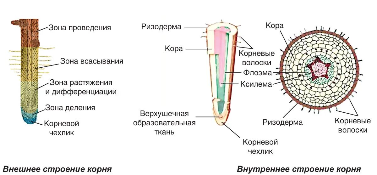 По какой части стебля передвигается вода. Поперечный срез корня в зоне всасывания. Внутреннее строение корня поперечный срез. Рис 104 строение корня. Внутренне строение корня зоны.