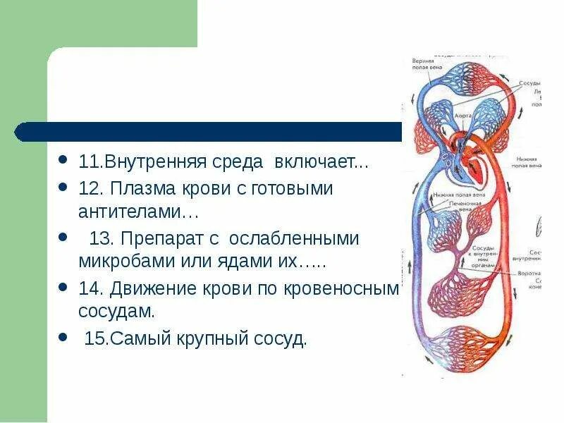 Презентация кровеносная система 8 класс биология. Движение крови. внутренняя среда и кровообращение. кровеносные сосуды движение крови по сосудам. движение крови 8 класс.