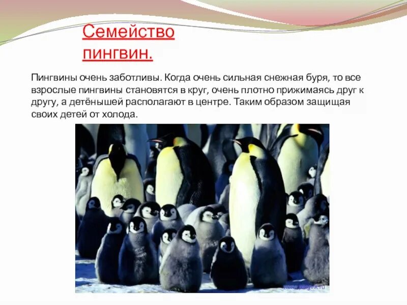 Среди пингвинов есть и драчуны