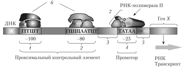 Регуляция у прокариот и эукариот. Структура Гена эукариот. Схема строения Гена эукариот. Структура промотора эукариот. Структура промотора.