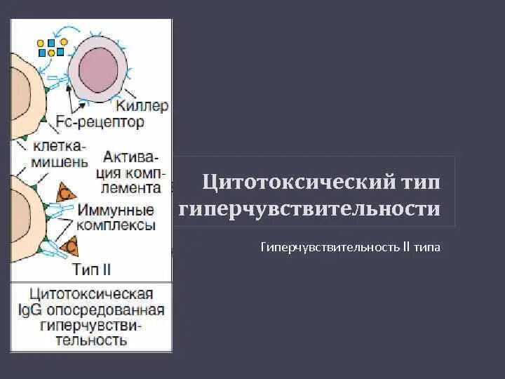 Цитотоксический иммунный ответ. Цитотоксический Тип гиперчувствительности. Аллергопатология это. Цитотоксические реакции гиперчувствительности. Методы диагностики реакции гиперчувствительности 2 типа.