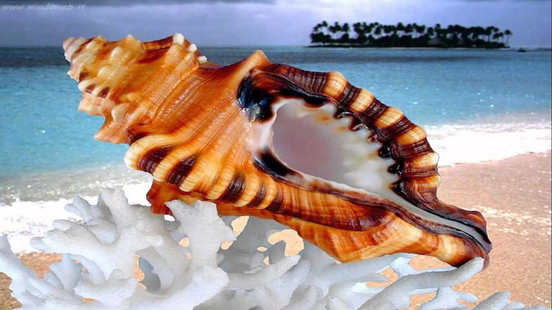 Разнообразие ракушек - Обои для рабочего стола Conchas, Conchas do mar, Mares