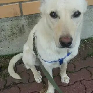Собаки найденыши на авито