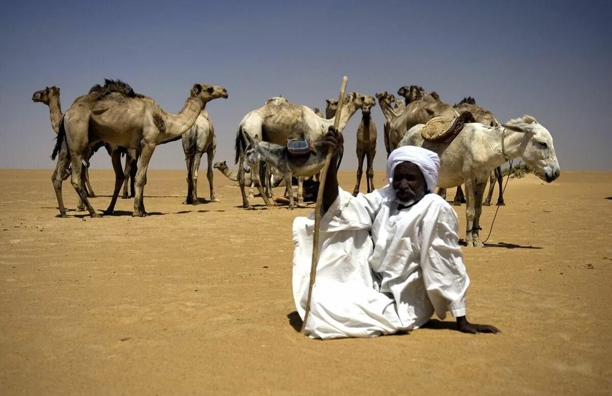 Бедуины аравийского полуострова. Араб скотовод. Бедуины аравийского полуострова. Кочевники бедуины. Кочевники в сахаре.