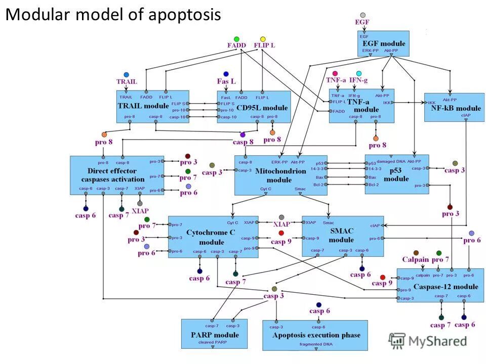 Module model. Модулярная модель. колпаков моделирование лекция biouml pdf. biouml новосибирск сравнение моделей pdf. trails module.