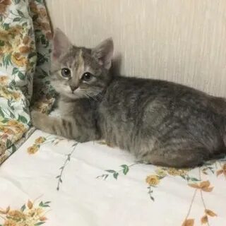 Найдена кошка котенок