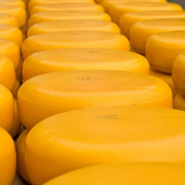 Сыр оптом от производителя. Головка сыра. Сырзавод. Желтые сыры. Сырный штучный.