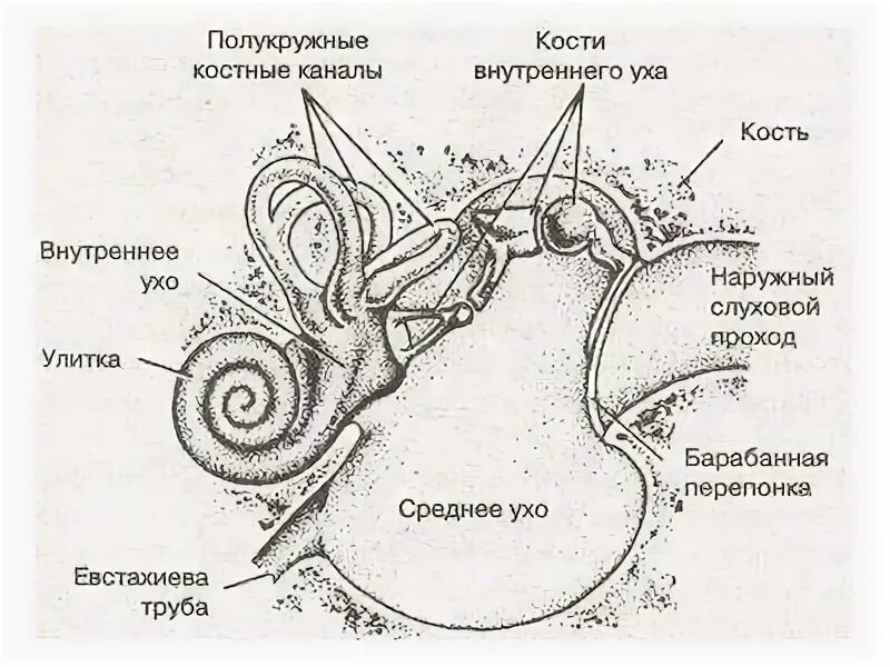 Анатомия животных строение слухового анализатора. Строение уха животного анатомия. Строение среднего уха кошки. Схема строения наружного среднего и внутреннего уха.