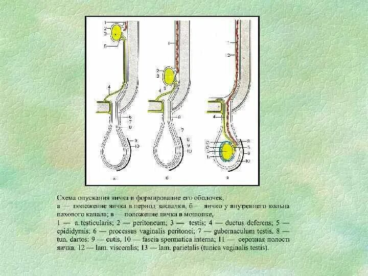 Стадии опускания яичка схема. Процесс опускания яичка анатомия. Фазы опускания яичка. Не опускаются яички что делать