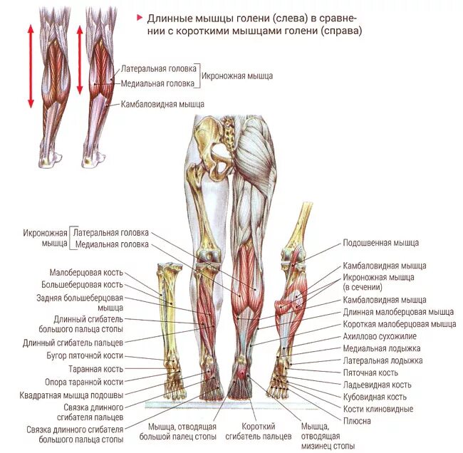 Строение ноги до колена