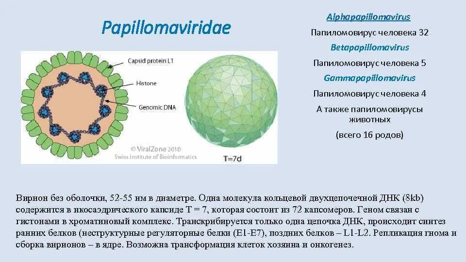 Вирус папилломы человека структура. Строение папилломавируса. Папилломавирус человека строение. Вирус папилломы человека строение вируса. Вирус human