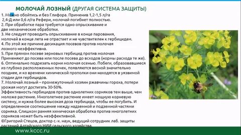Молочай можно давать