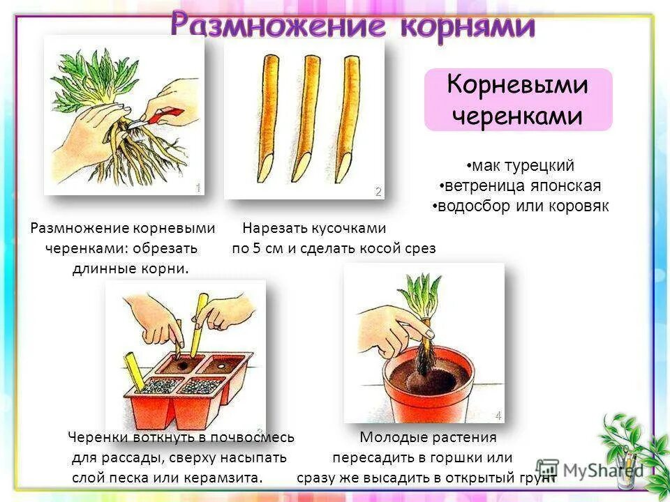 1 семенами размножается