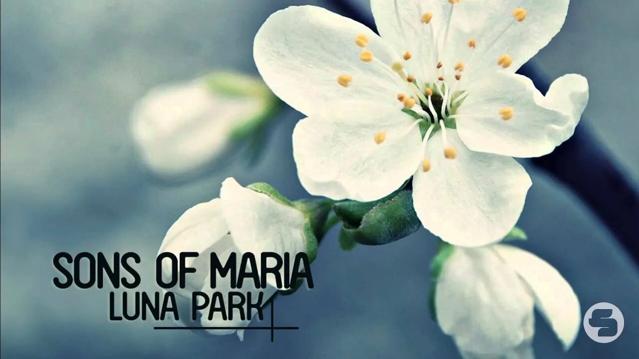 "Sons of Maria" && ( исполнитель | группа | музыка | Music | Band | artist ) && (фото | photo). Surrender sons of Maria. Sons of Maria певица.