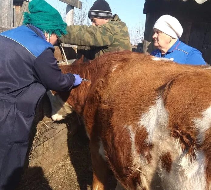 Вакцина живая против сибирской язвы. Сибирская язва вакцина КРС.