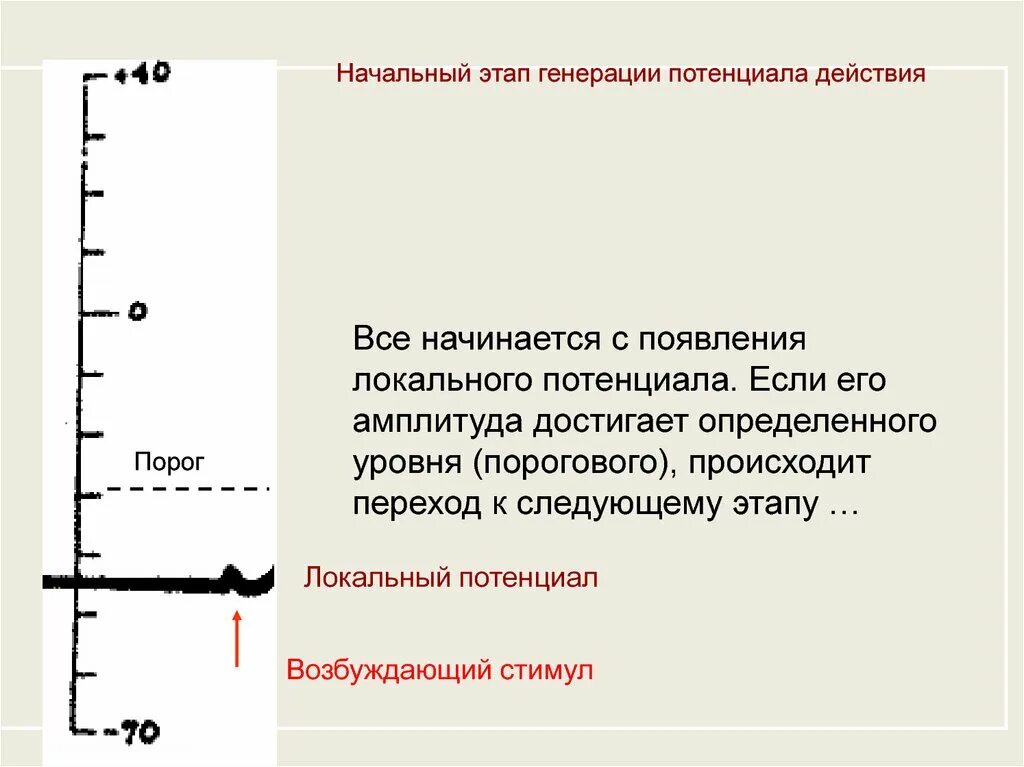 Фазы потенциала действия физиология. Локальный потенциал физиология. Локальный потенциал физиология. Фазы потенциала действия физиология. Локальный ответ физиология.