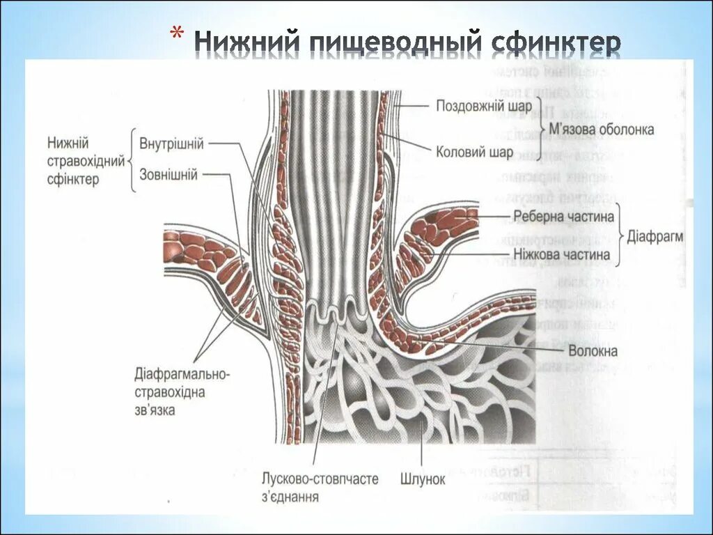 Строение пищевода сфинктеры. Строение Нижнего сфинктера пищевода. Пищеводно желудочный сфинктер латынь. Кардиальный сфинктер анатомия. Почему сфинктер