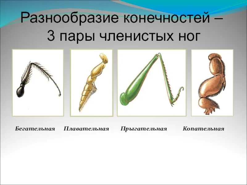 Строение пятипалой конечности. Рычпдной тип конечностей. Членистые конечности насекомых. Наличие рычажных конечностей. Членистоногие членистые конечности.