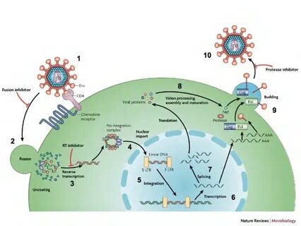 Hiv 1