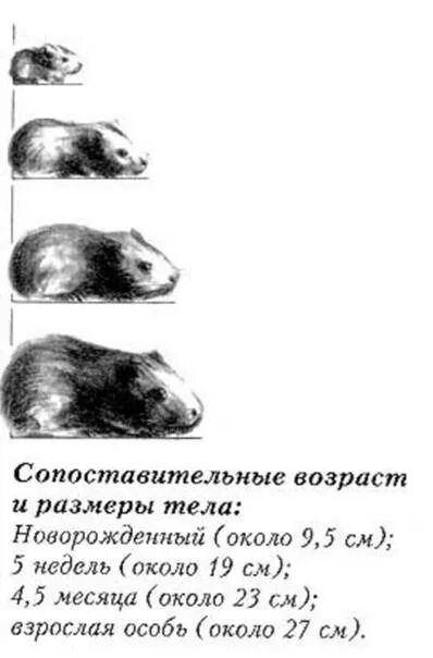 1в в хомяке это сколько