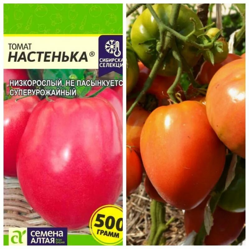 Сорт настенька томаты отзывы. Томат настенька. томат настенька характеристика и описание отзывы. томат настенька характеристика и описание сорта фото отзывы.
