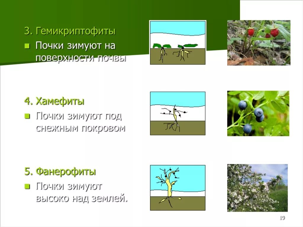 Гемикриптофиты это