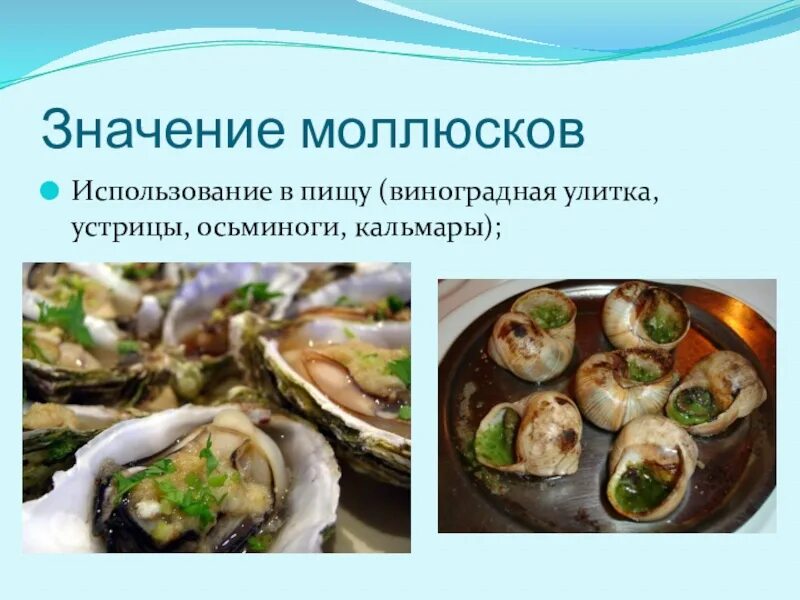 Как человек использует моллюсков. Моллюски, используемые в пищу. моллюски в жизни человека. виды устриц для еды. роль устриц в природе.