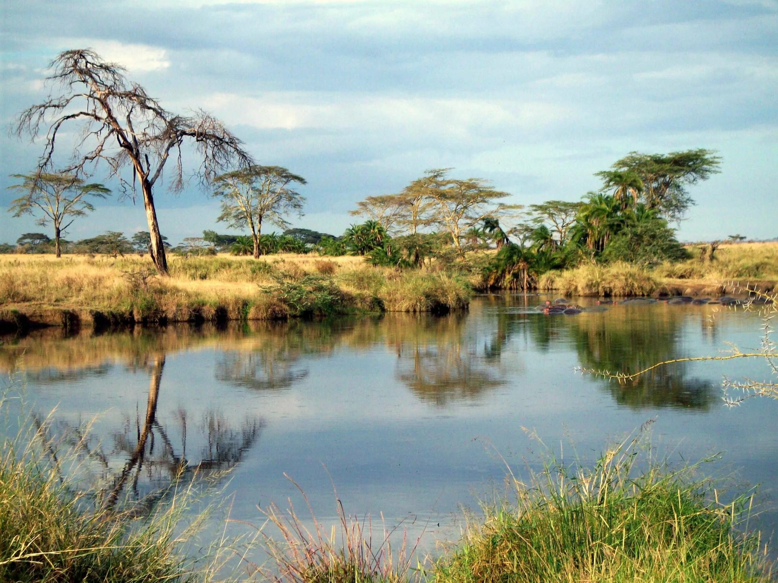 Africa river. Лимпопо река в Африке. Национальный парк Серенгети в Африке. Национальный парк в Танзании КАТАВИ.