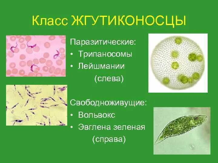 Эвглена зеленая вольвокс