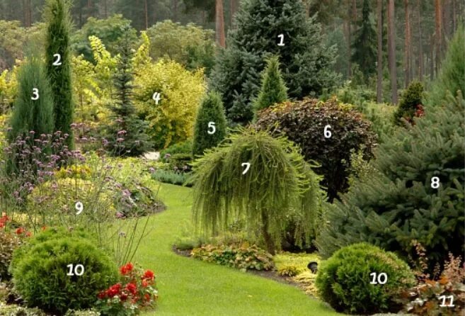 Можжевельник обыкновенный Депресса Аурея на штамбе Juniperus communis Depressa A