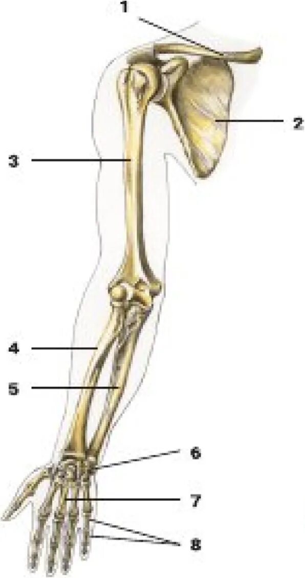 Сколько конечностей верхних конечностей. Кость верхней конечности келет. Строение скелета верхней конечности. Кости верхней конечности анатомия. Скелет верхней конечности человека биология 8.