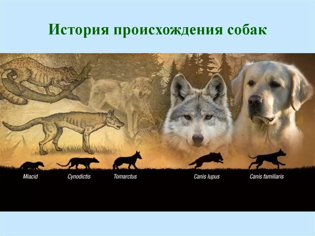 Предки собак. Прародитель собак. Собаки произошли от Волков. Эволюция собак.