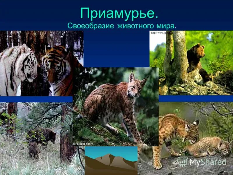 Тест предпочитаемого животного. Своеобразие животных это. Утконос в австралии. Таблица органический мир австралии. Своеобразие животных это.