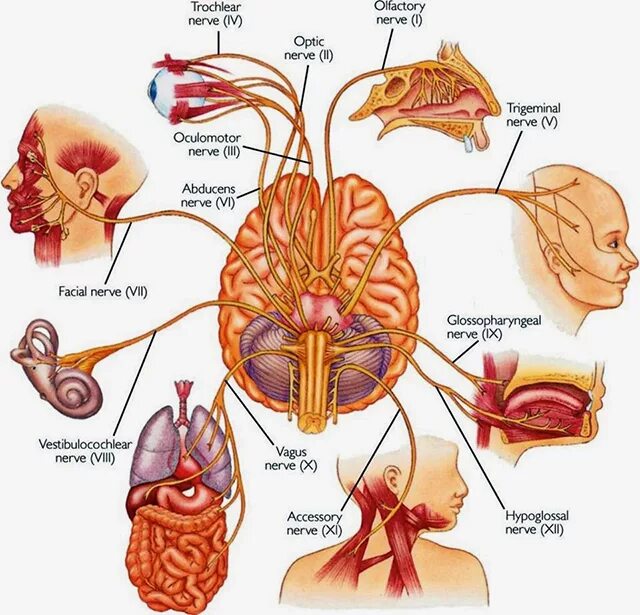 12 пар черепных нервов анатомия схема. Ядра 5-12 пар черепных нервов. От головного отходит пара нервов. Черепные нервы головного мозга. Черепные нервы обонятельный нерв.
