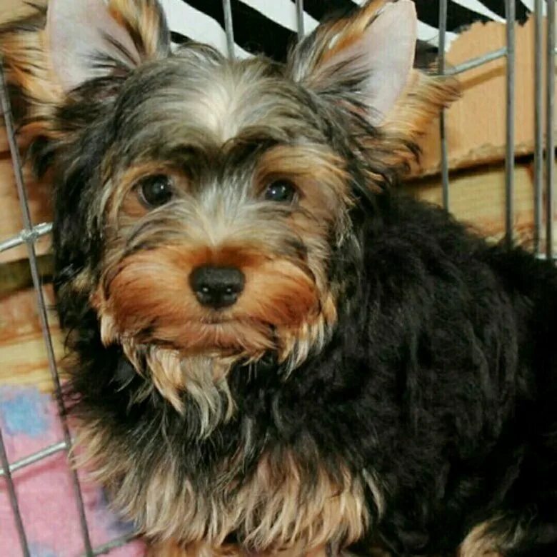 йоркширский терьер малый стандарт. йоркширский терьер мини размеры. йоркширский терьер 6 месяцев.