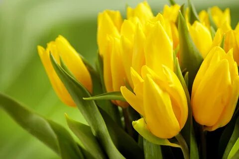 Тюльпаны желтого цвета