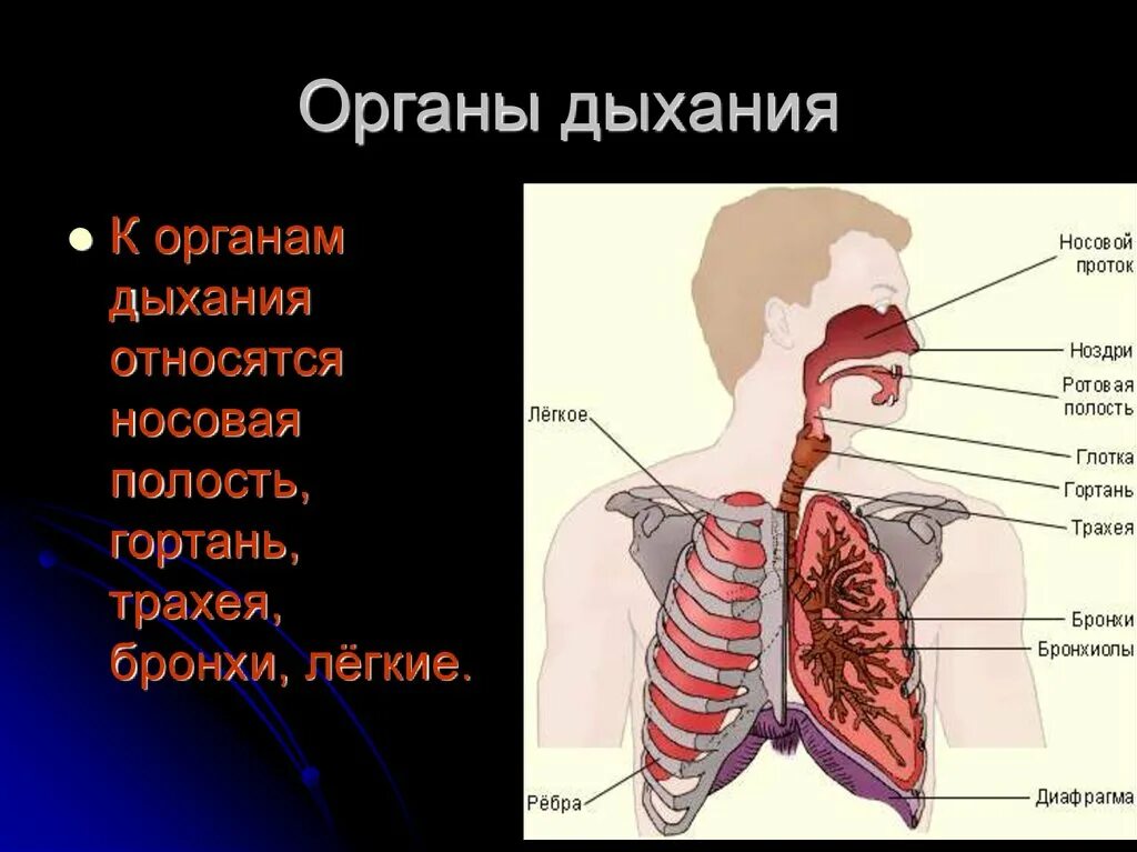 Органы обеспечивающие дыхание человека. Органы дыхания. Название органов дыхательной системы. Гортань трахея бронхи. Органы относящиеся к дыхательной системе.