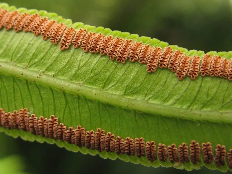 Сорусы и спорангии. Полиподиум сорусы. Щитовник сорусы. Сорус спорангий папоротника. Сорусы папоротника.