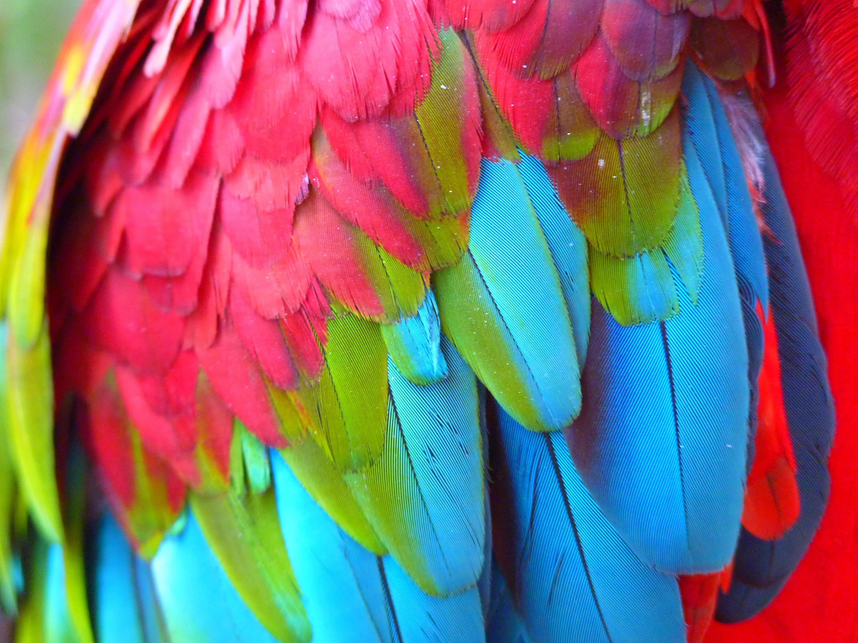Появление яркого оперения у самца индийского. Попугай ара. Перо попугая. Яркие перья. Разноцветные птицы.