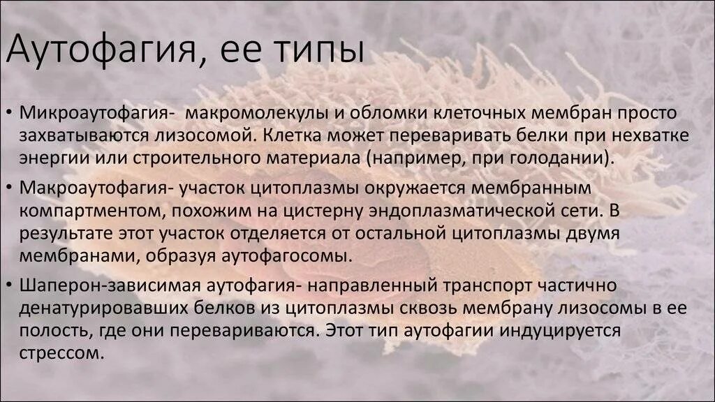 Процесс аутофагии
