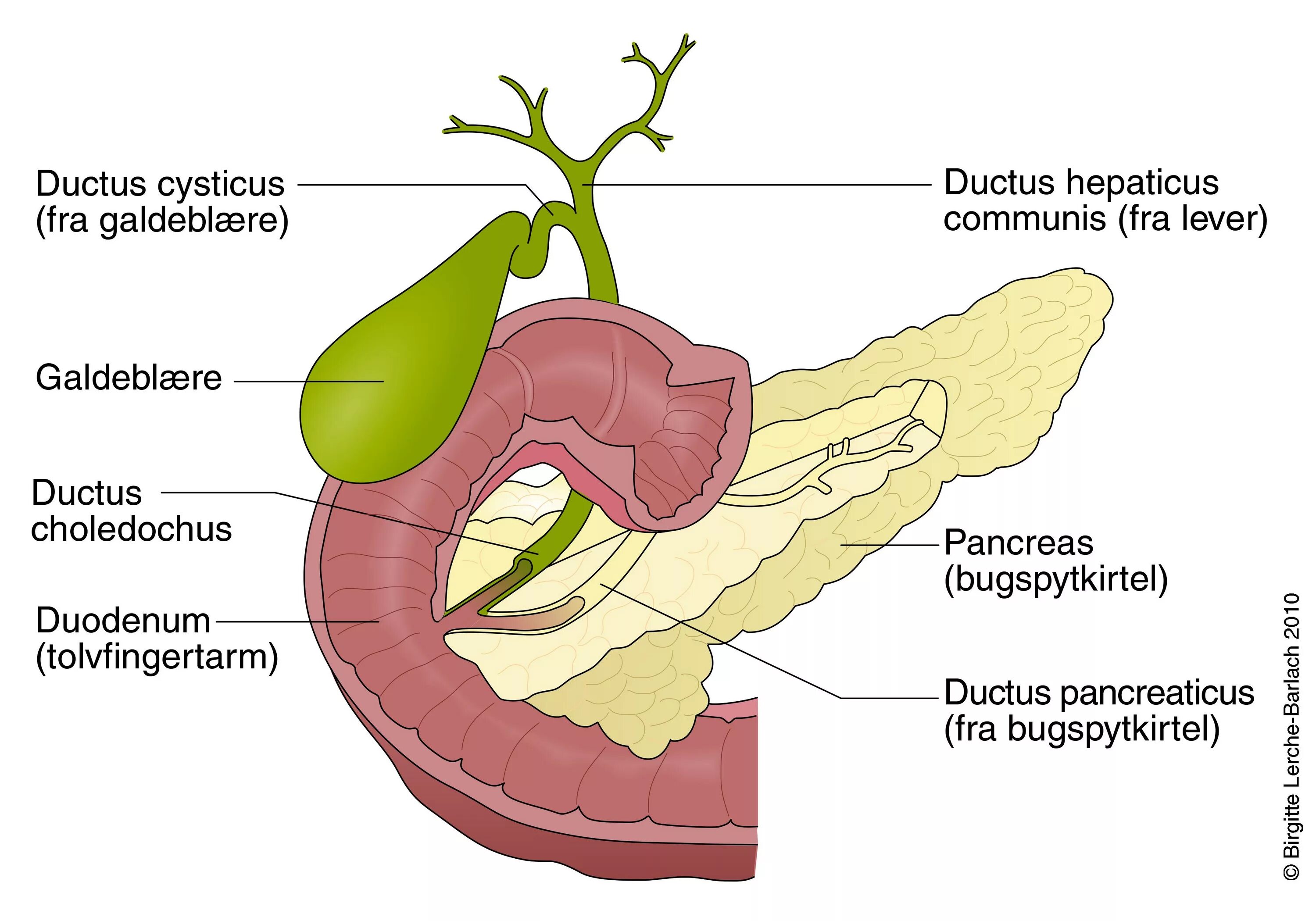 Жёлчные протоки(Ductus biliferi). Ductus cysticus. Анатомия желчного пузыря и желчевыводящих путей сфинктеры. Желчный проток общий (Ductus choledochus). Сфинктер латынь