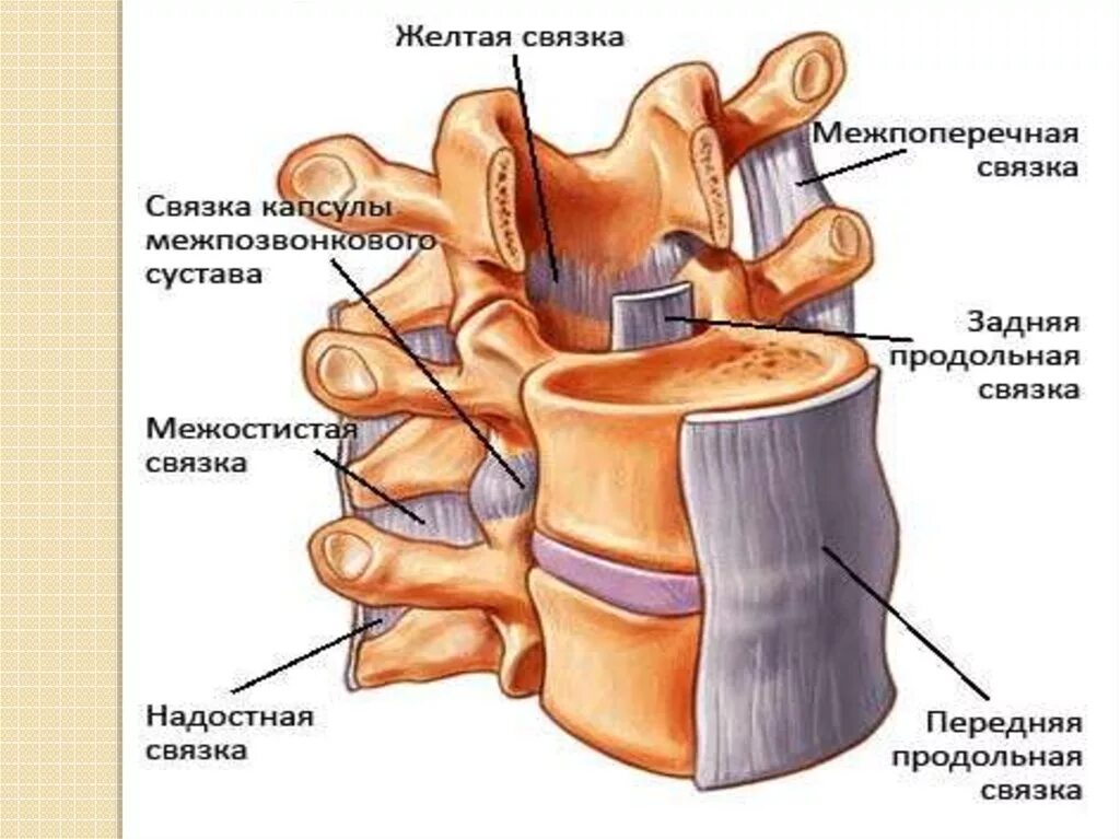 Типы соединения поясничного отдела