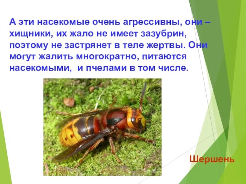 Доклад о лесных опасностях 2 класс окружающий. Опасности в лесу презентация. сообщение о опасностях в лесу. сообщение о лесных опасностях. лесные опасности кратко.