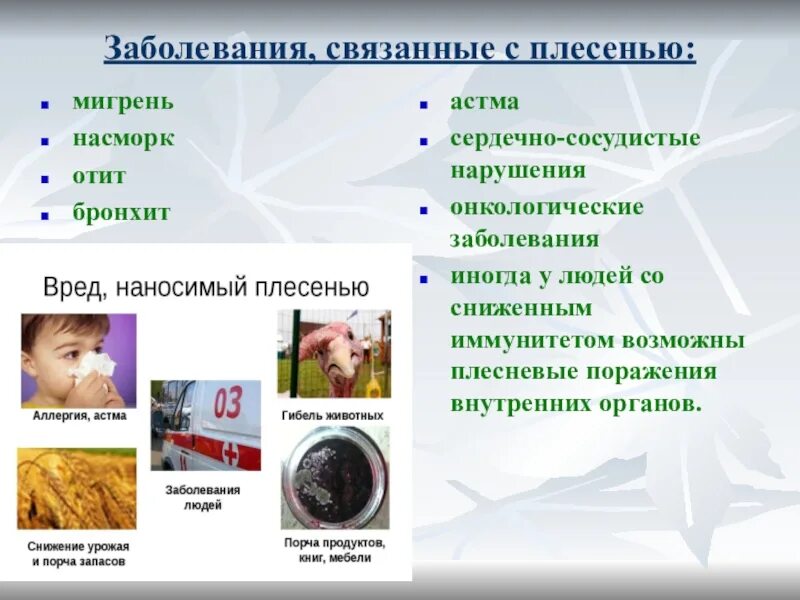 Как избежать плесени