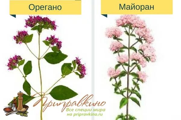 Как отличить душицу