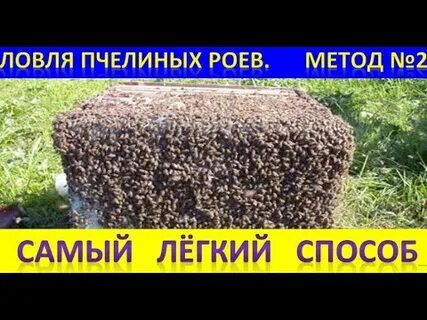 Коды пчелиного роя