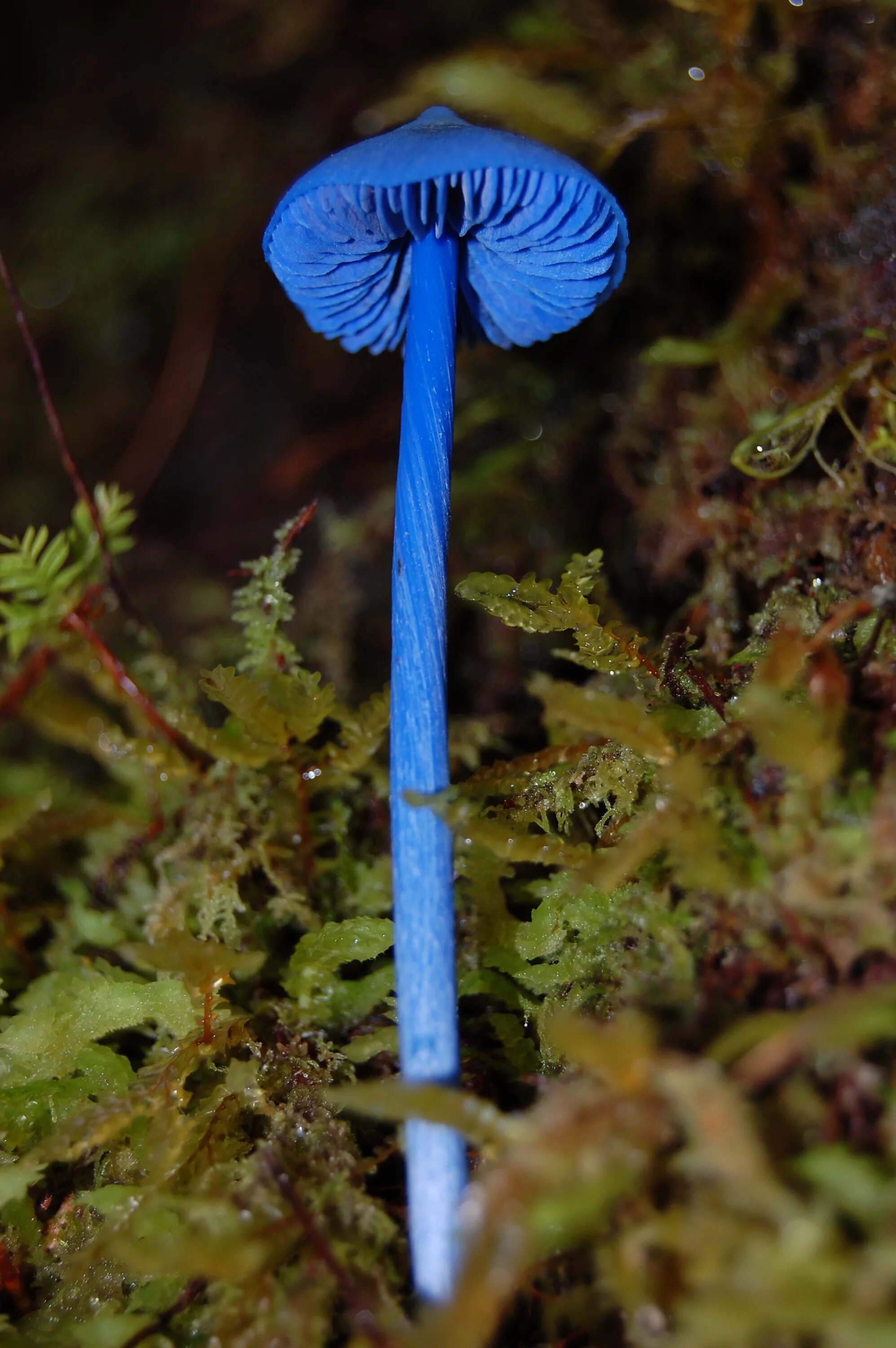 Живой синий гриб. Гриб Entoloma hochstetteri. Синяя Энтолома Entoloma hochstetteri. Энтолома голубая. Entoloma hochstetteri небесно-голубой гриб.