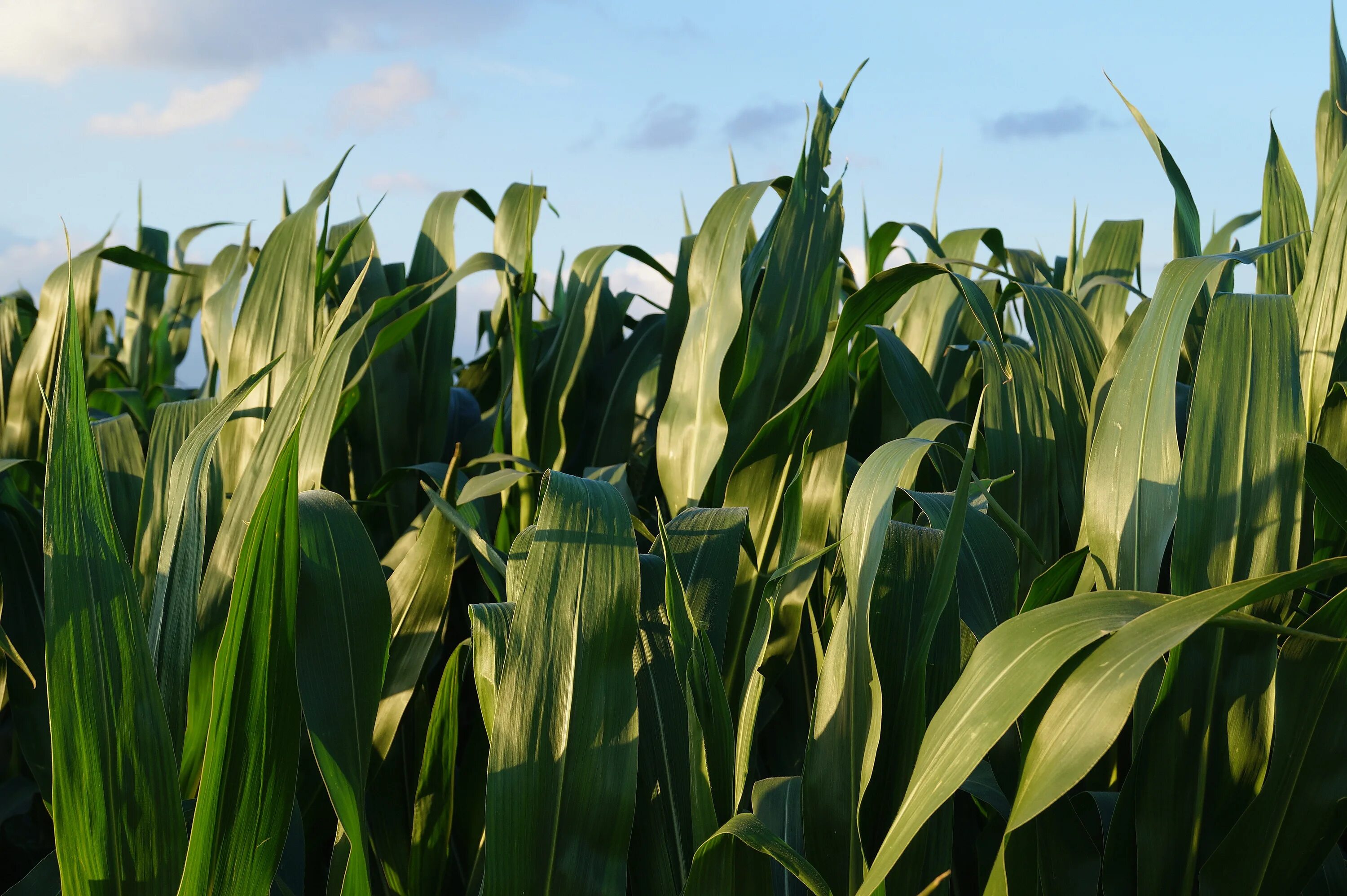 Кукурузные листья купить. Кукурузное поле. Кукурузное поле с початками. Кукуруза растение. Зеленое поле кукурузы.