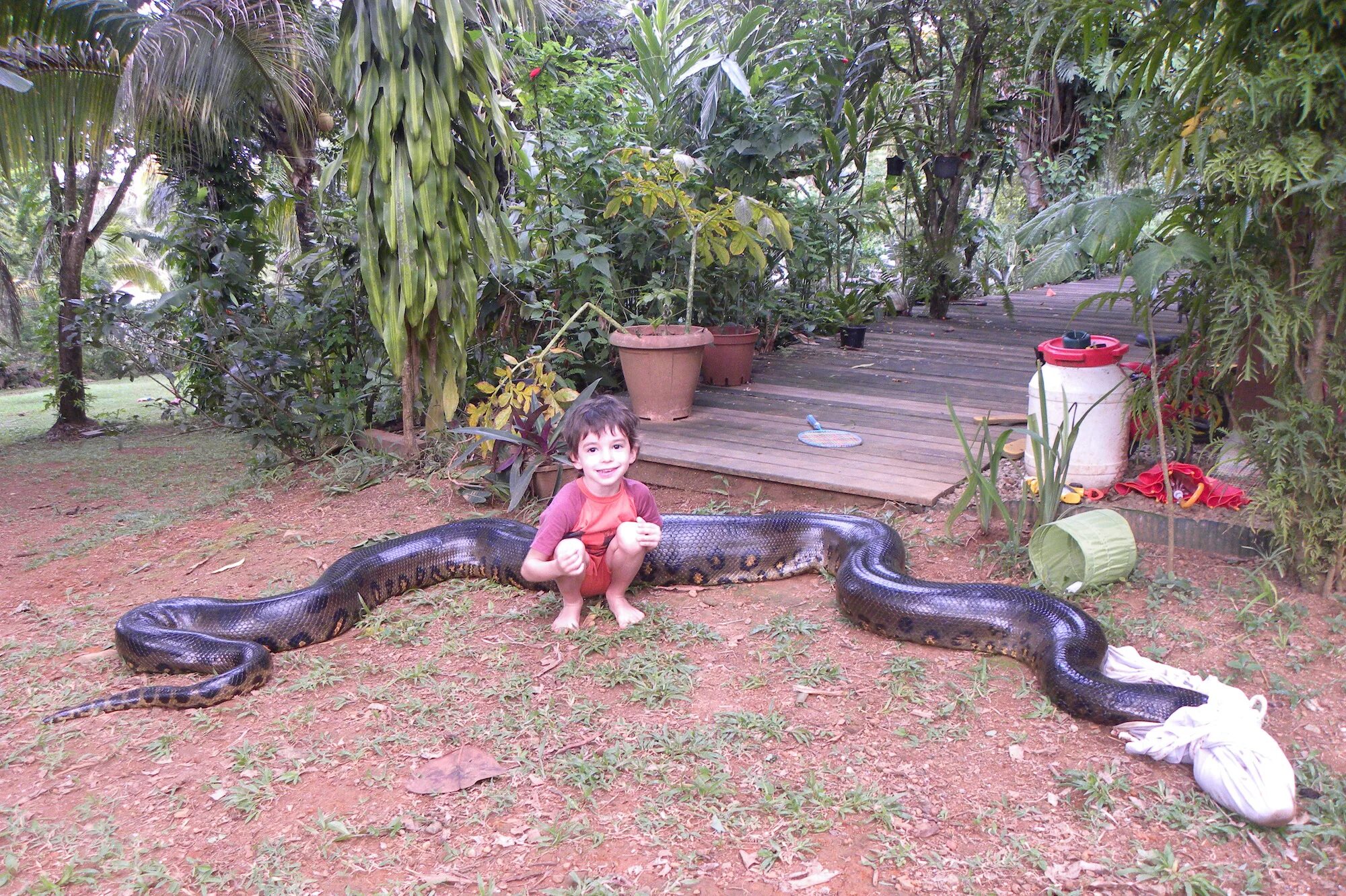 Большие змеи в воде. Джил ибеться с анакондой. Змеи Анаконда. Река Амазонка змея Анаконда.